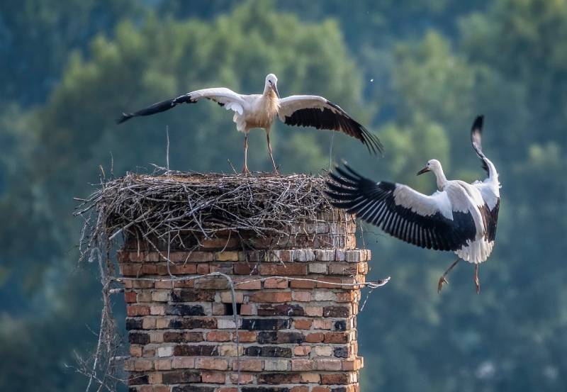 Professional Chimney Animal Removal Services in Thousand Oaks, California