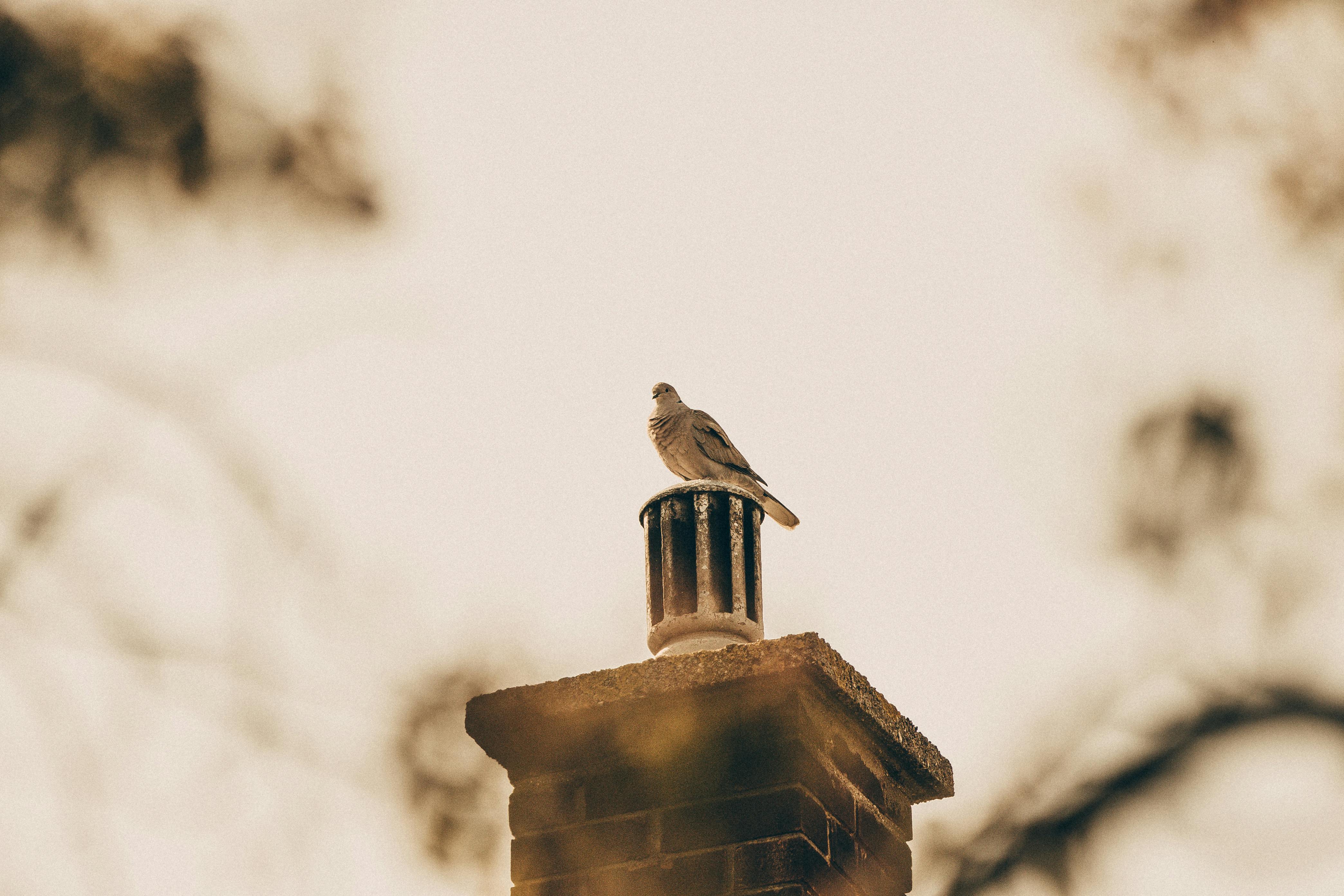 Expert Chimney Cap Installation in Thousand Oaks, California
